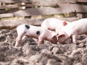 view of pigs in Rancho Santana